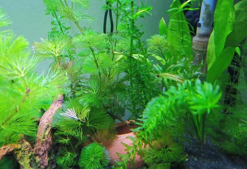 פנסיון Aquarium Room Fish And Gastropods