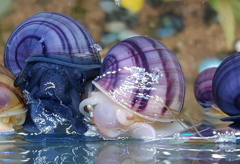 פנסיון Aquarium Room Fish And Gastropods