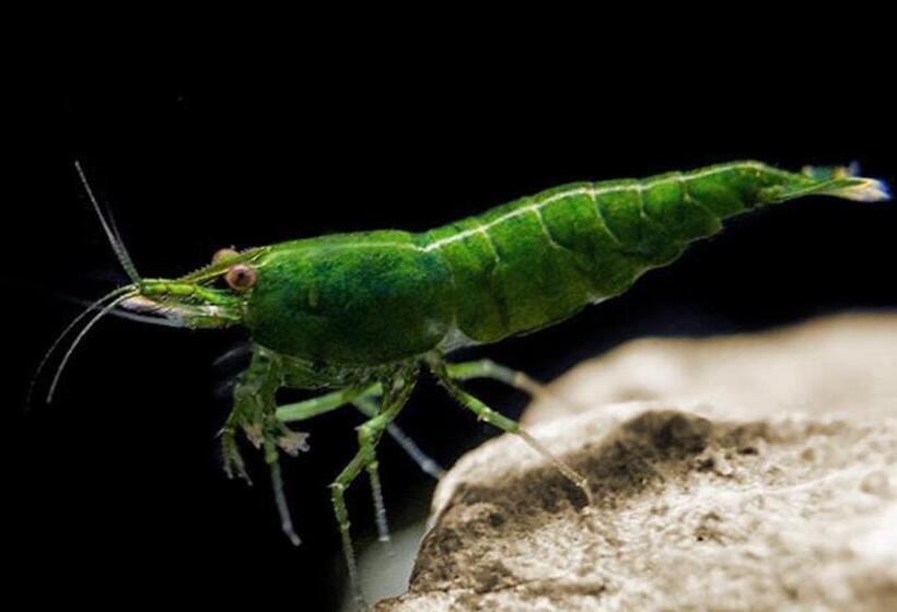 פנסיון Aquarium Room Fish And Gastropods