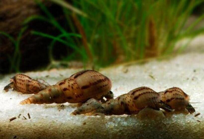 פנסיון Aquarium Room Fish And Gastropods