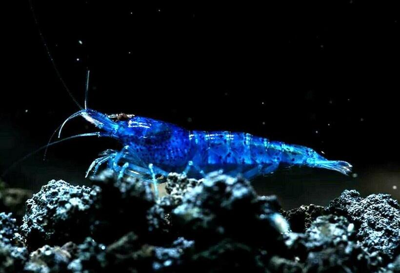 פנסיון Aquarium Room Fish And Gastropods