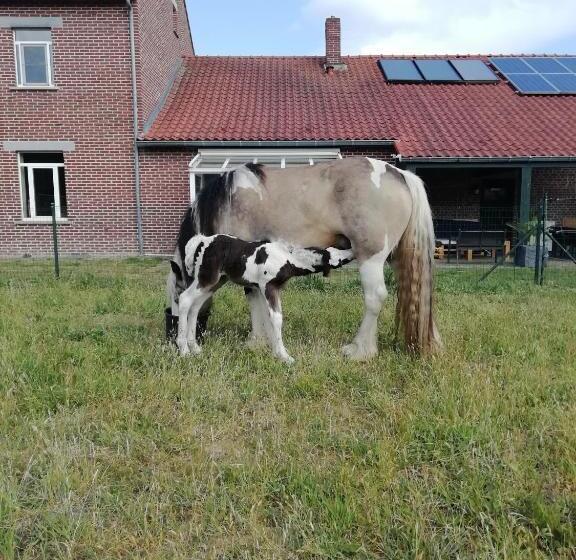 Wings Creek Ranch B&b