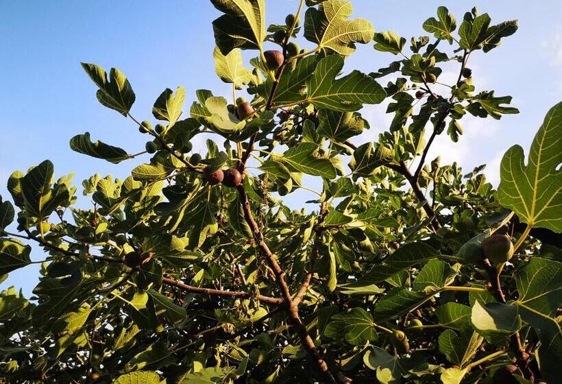 צימר Antico Pozzo