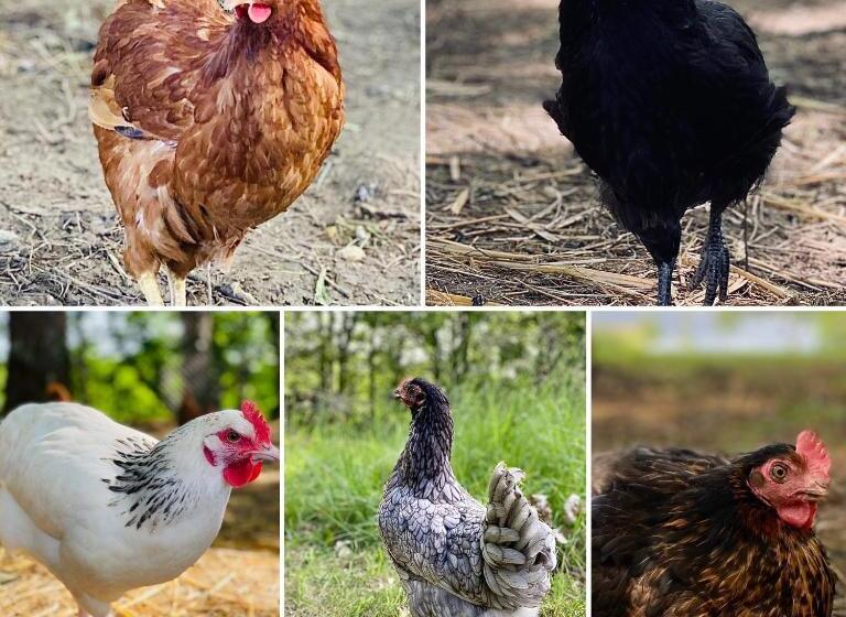 مبيت وإفطار Domaine De Cazal   Chambres D Hôtes Avec Piscine Au Cœur De 26 Hectares De Nature Préservée