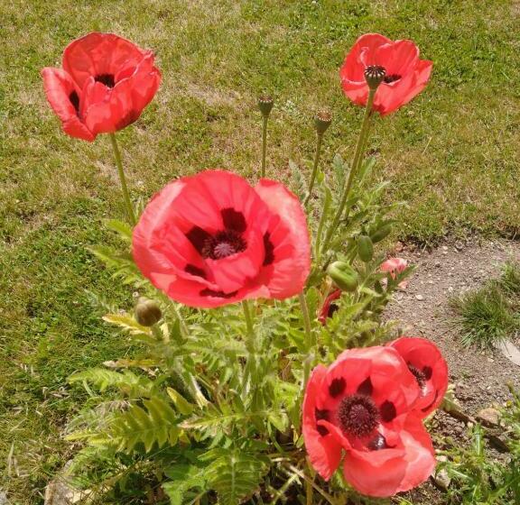 Bed and Breakfast Matt S Farm