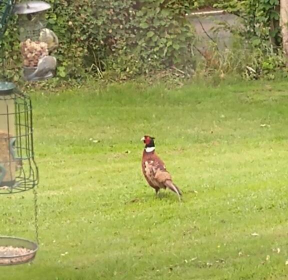 צימר Matt S Farm