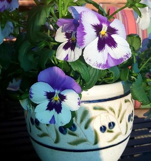 بنسيون La Rochelle