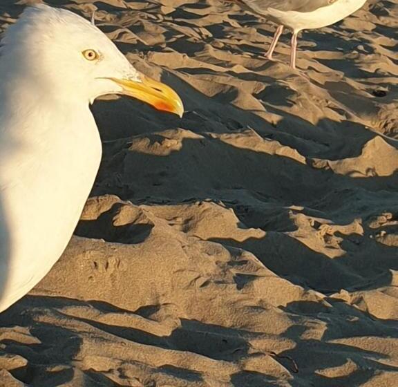 پانسیون Rembrandts Beach View