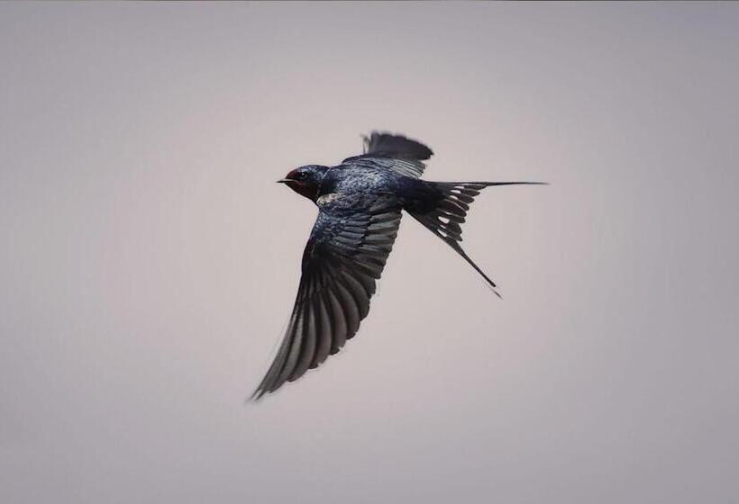 بنسيون Schaefers  Halt