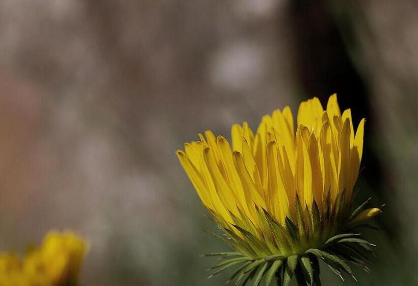 بنسيون Schaefers  Halt