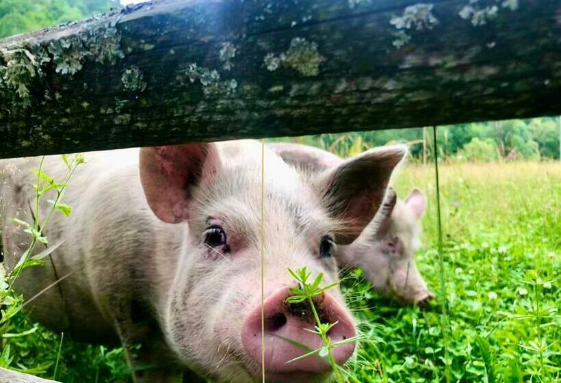 ペンション Vila Pelin