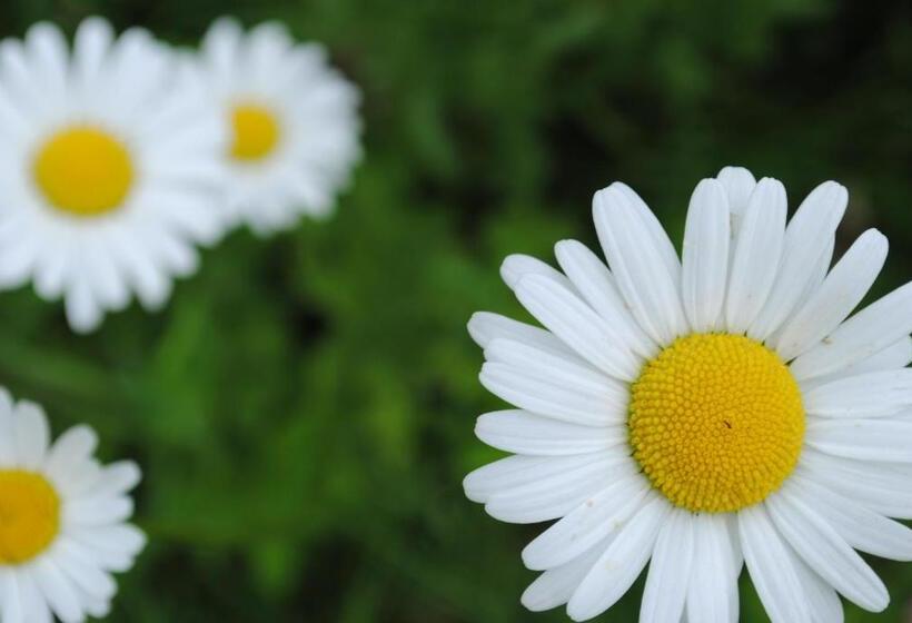 فندق صغير Flambacher Mühle