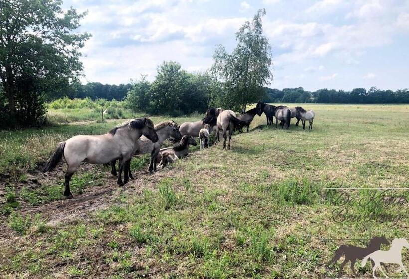 B&b De Konik Bourtange