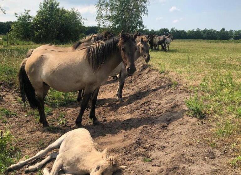 B&b De Konik Bourtange