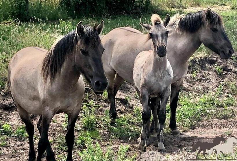 B&b De Konik Bourtange