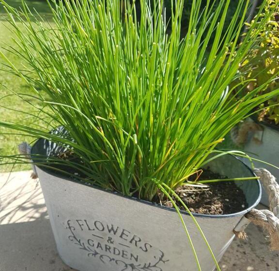 צימר Debonair Bnb @33