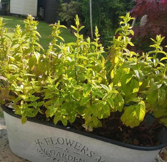 צימר Debonair Bnb @33