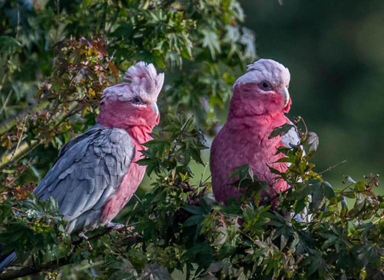 مبيت وإفطار La Dolce Vita