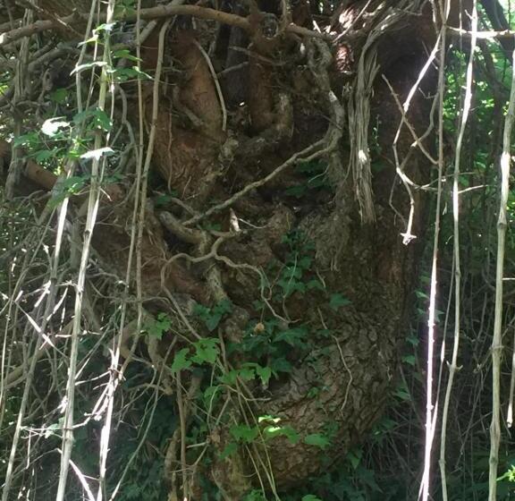 Green B&b Urbino Cá Del Vento