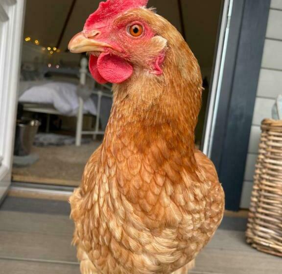 酒店 South Barlogan Farm