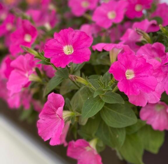 モーテル Riedwirtshaus