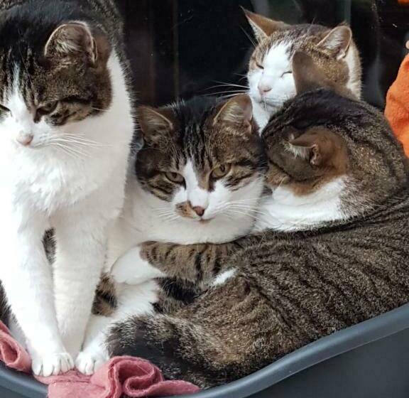 ペンション La Maison De Louise