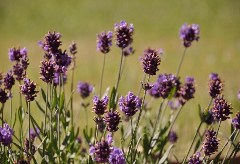 צימר Casa Langa Di Lola