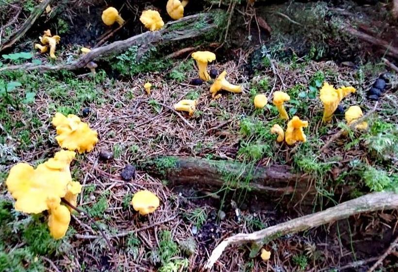 צימר Gästehaus Kössler