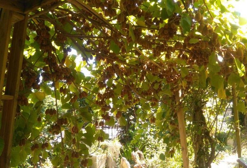 Bed and Breakfast La Maison O Kiwis   Chambres D Hôtes