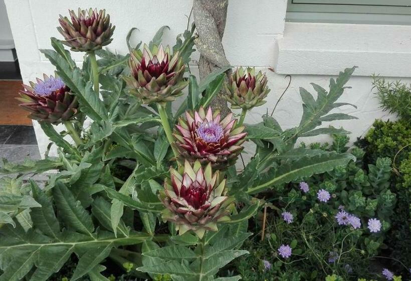 Bed and Breakfast Little Cottage