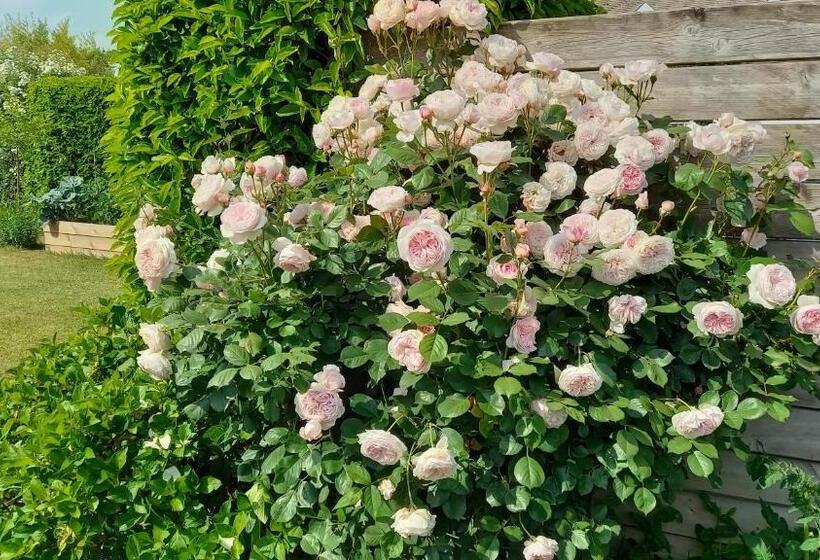 Bed and Breakfast Little Cottage