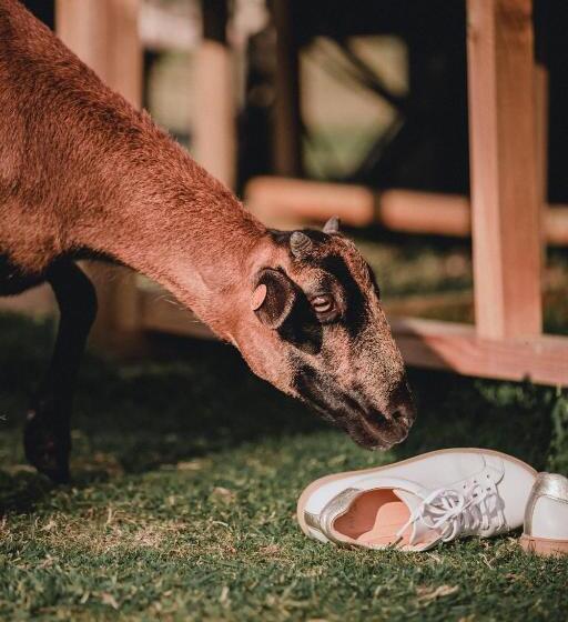 膳宿费 Joly Tiny House