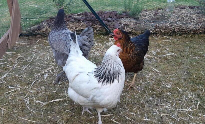 Пансион Le Petit Radieux