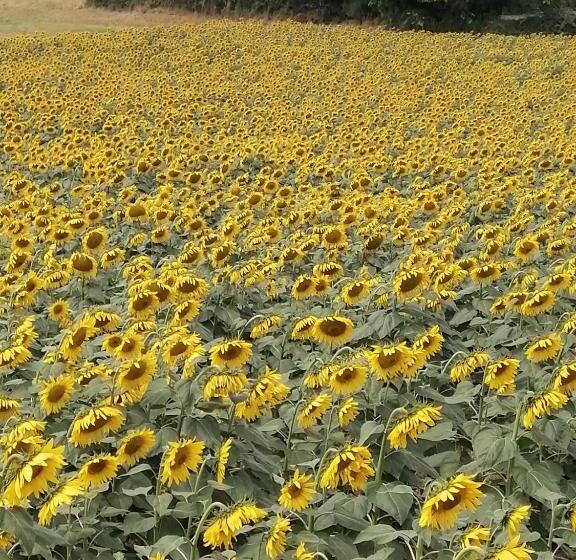 Пансион Le Petit Radieux