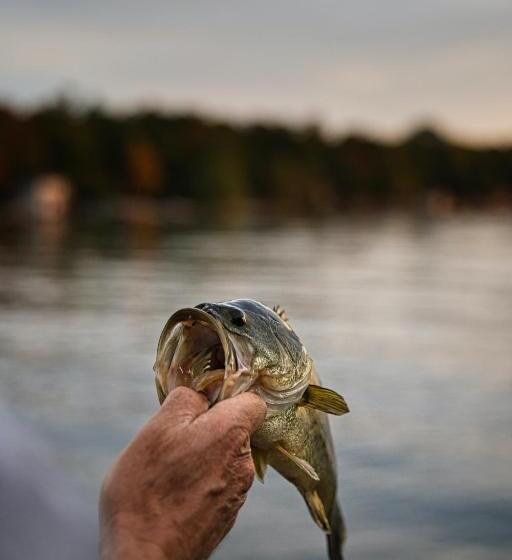 Курорт Bass Lake Country Lodge