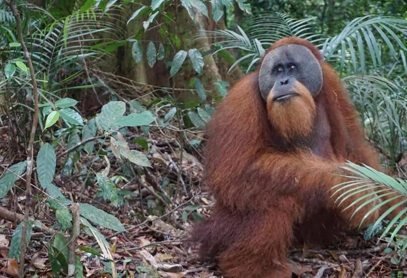 Курорт Gino S Place Guest House & Jungle Trekking