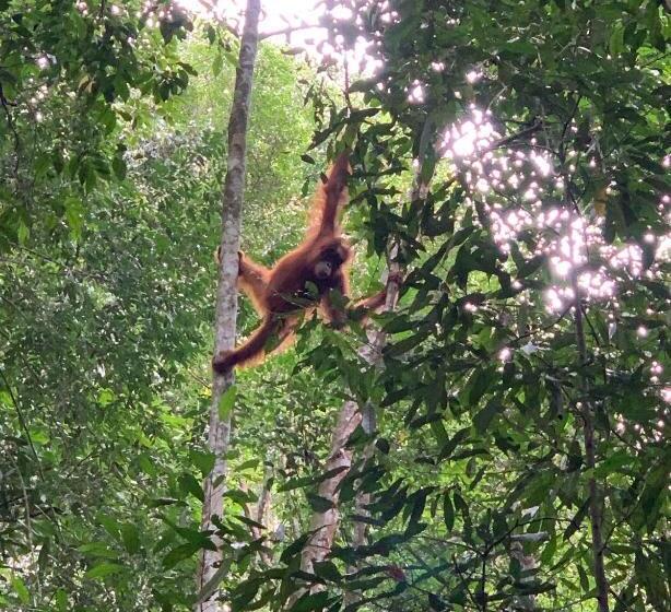 Курорт Gino S Place Guest House & Jungle Trekking