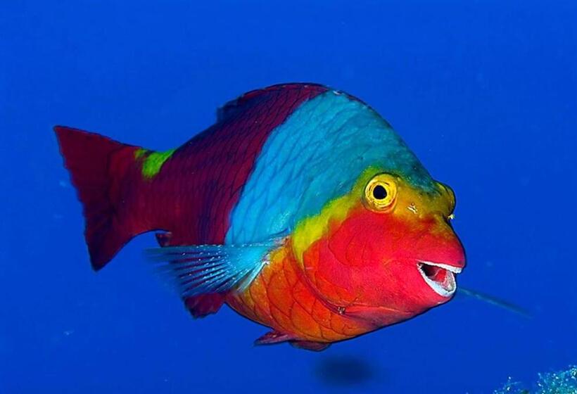 ベッドアンドブレックファースト Acquario Dei Fralle