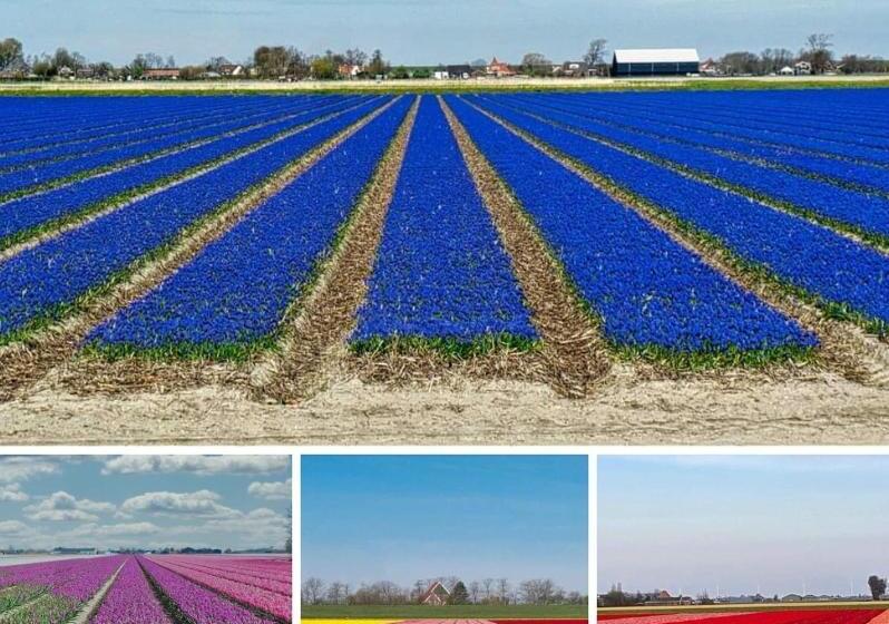 ベッドアンドブレックファースト Luxe Bloemenzicht 4 Personen, Bnb, 10 Minuten Van Zee