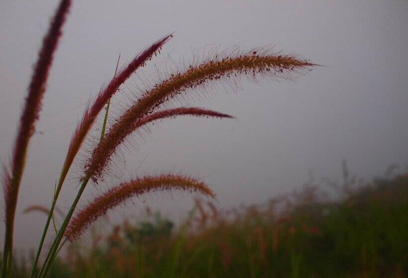 Otel Aenguy Sabey Chiangkhan Homestay