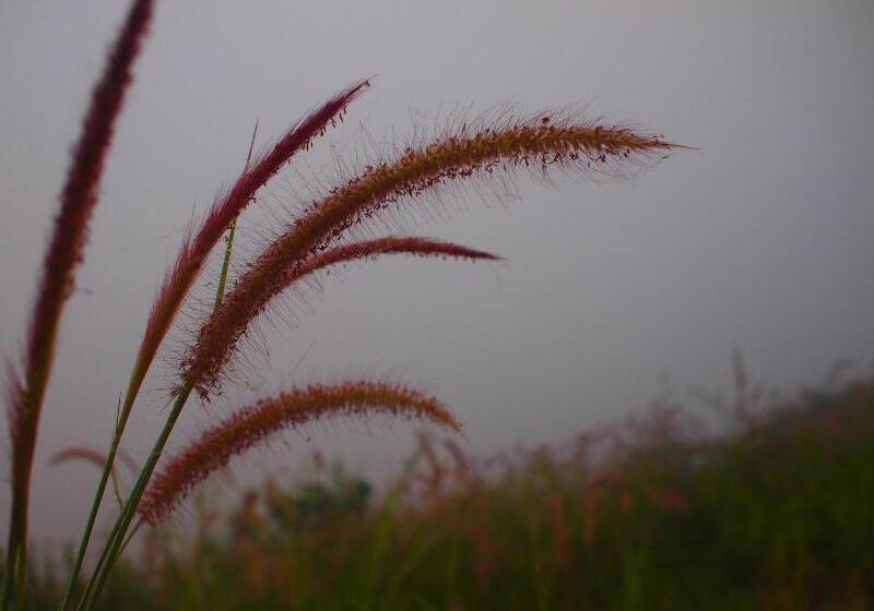 Otel Aenguy Sabey Chiangkhan Homestay