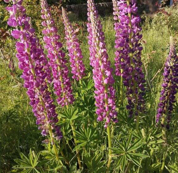 膳宿费 Domaine Sela