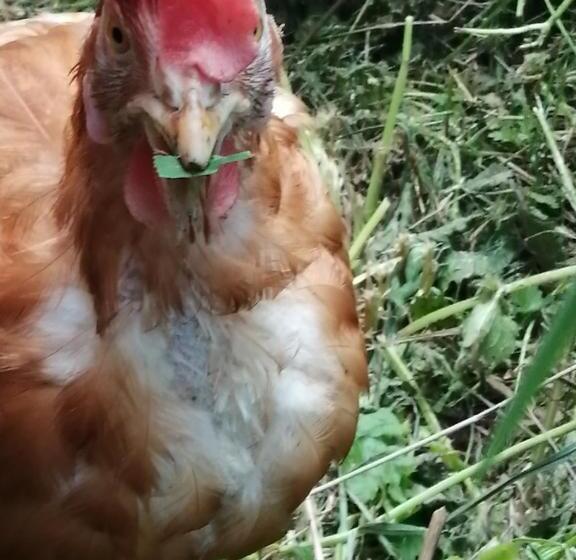 膳宿费 Domaine Sela