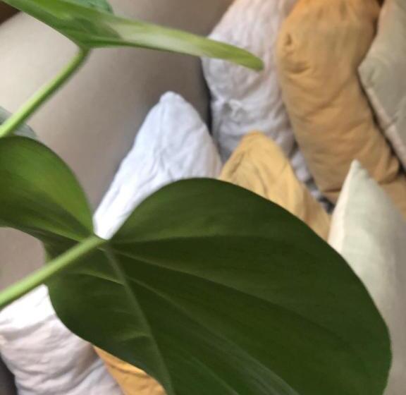 بنسيون Guesthouse In Het Voorhuys