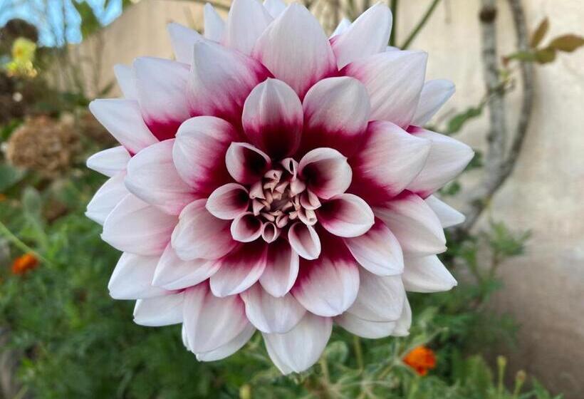 펜션 Quinta Das Palmeiras