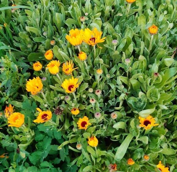 Пансион Ty Galis