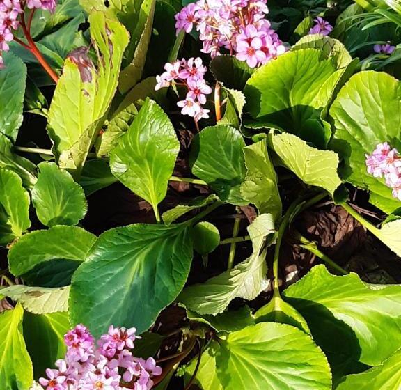 Пансион Ty Galis