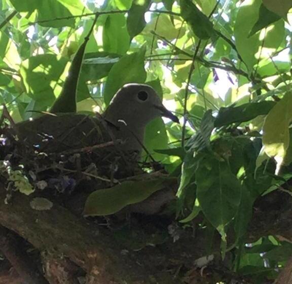 ベッドアンドブレックファースト Amendoeirashouse