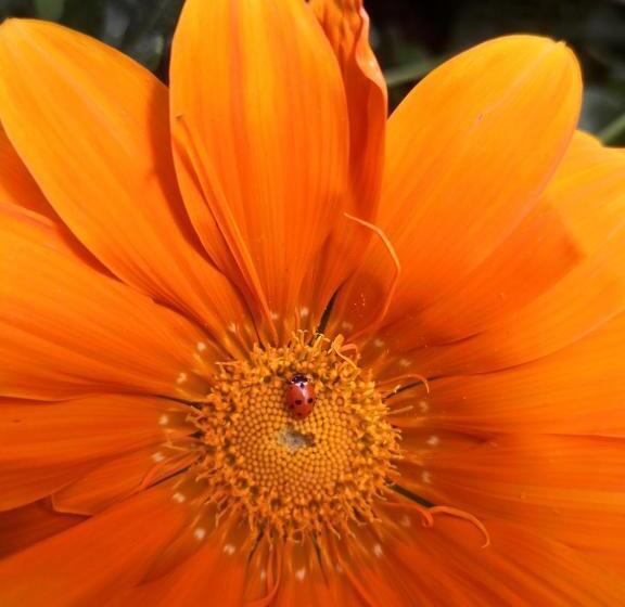 민박 Amendoeirashouse