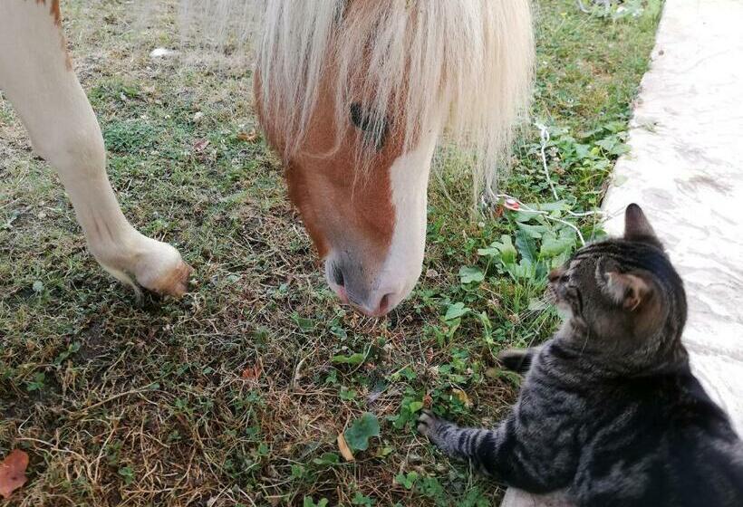 Bed and Breakfast Celine Home